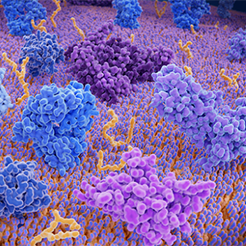 Cancer cells