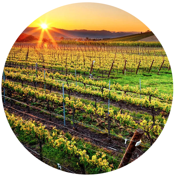 Wine_package_cir