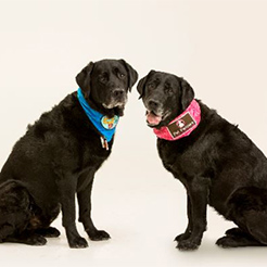 Two black labs