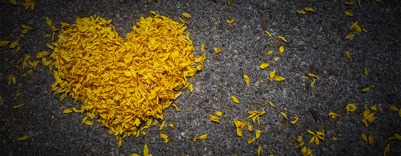 Yellow flower petals shaped into a heart